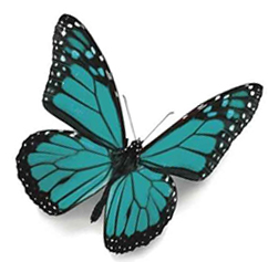 1 Butterfly